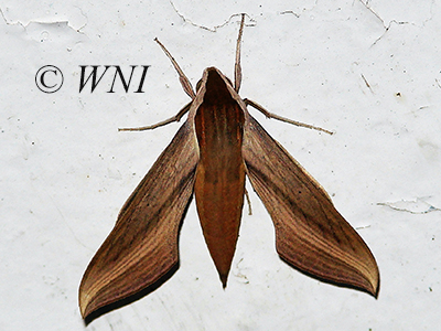 Tersa Sphinx (Xylophanes tersa)